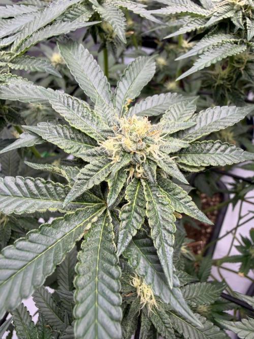 WIZARD TREE - Free Seed. Week 12