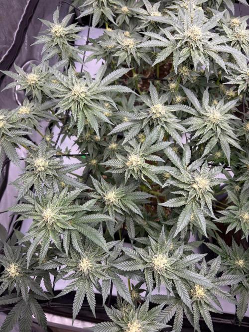 WIZARD TREE - Free Seed. Week 12