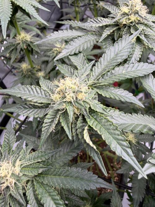 WIZARD TREE - Free Seed. Week 12