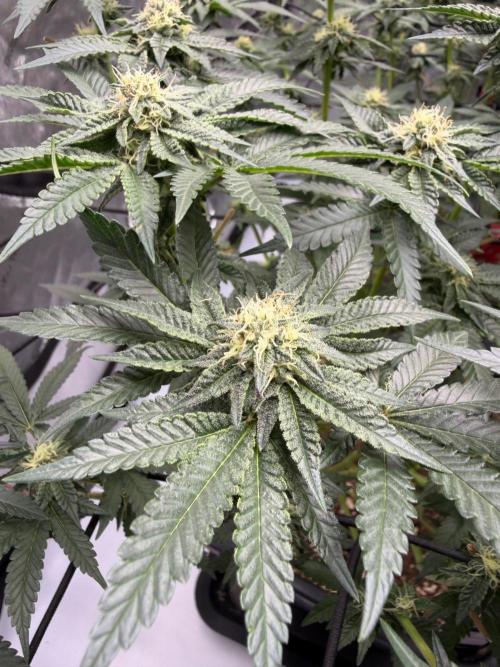 WIZARD TREE - Free Seed. Week 12