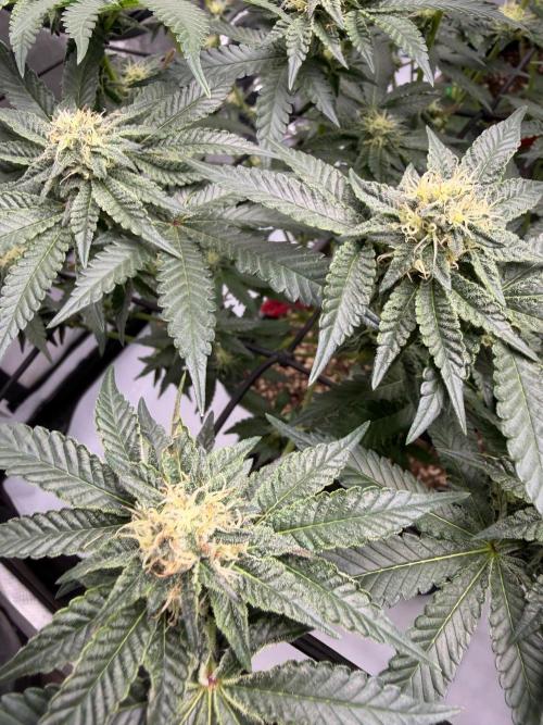 WIZARD TREE - Free Seed. Week 12