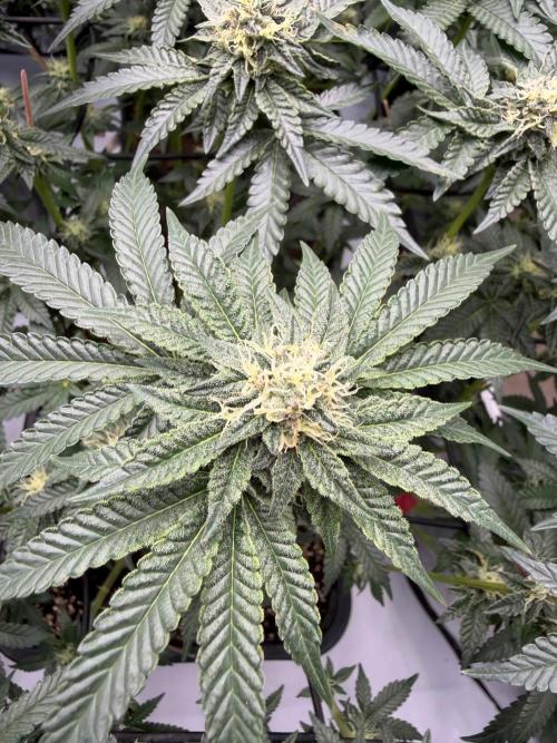 WIZARD TREE - Free Seed. Week 12