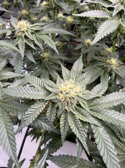 WIZARD TREE - Free Seed. Week 12