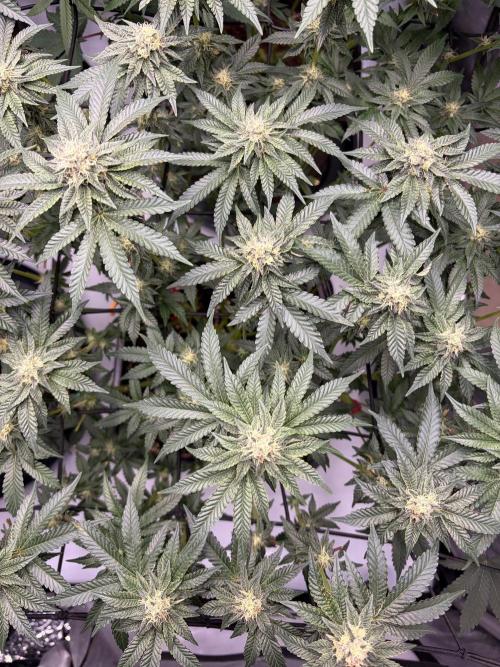 WIZARD TREE - Free Seed. Week 12