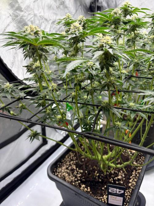WIZARD TREE - Free Seed. Week 12