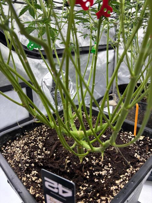 WIZARD TREE - Free Seed. Week 12