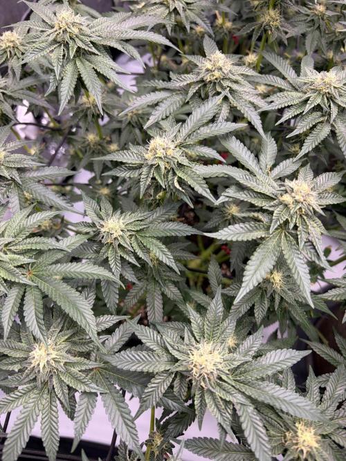WIZARD TREE - Free Seed. Week 12