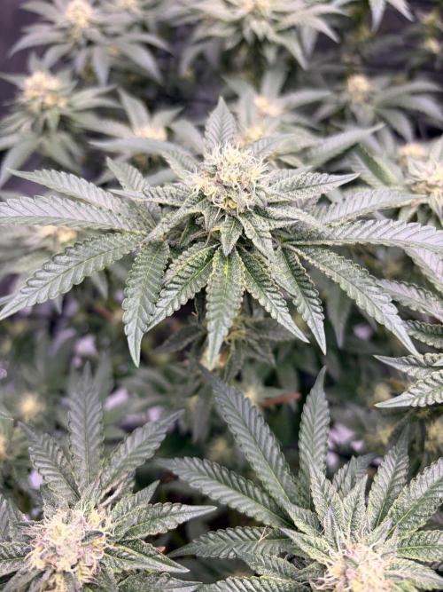 WIZARD TREE - Free Seed. Week 12
