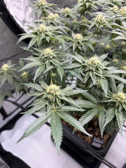WIZARD TREE - Free Seed. Week 12