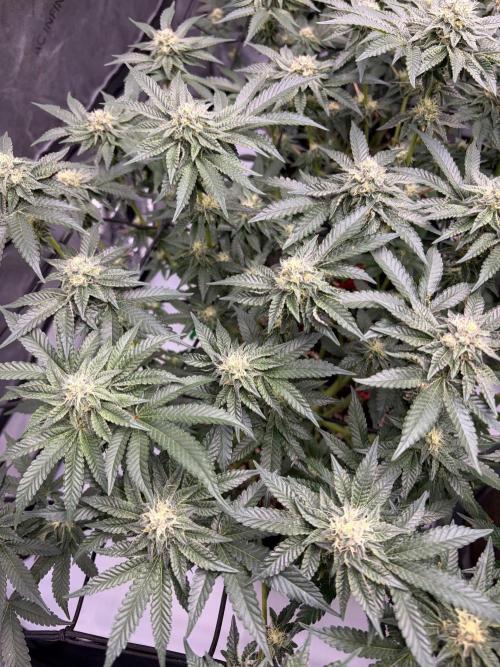 WIZARD TREE - Free Seed. Week 12