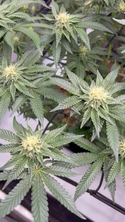WIZARD TREE - Free Seed