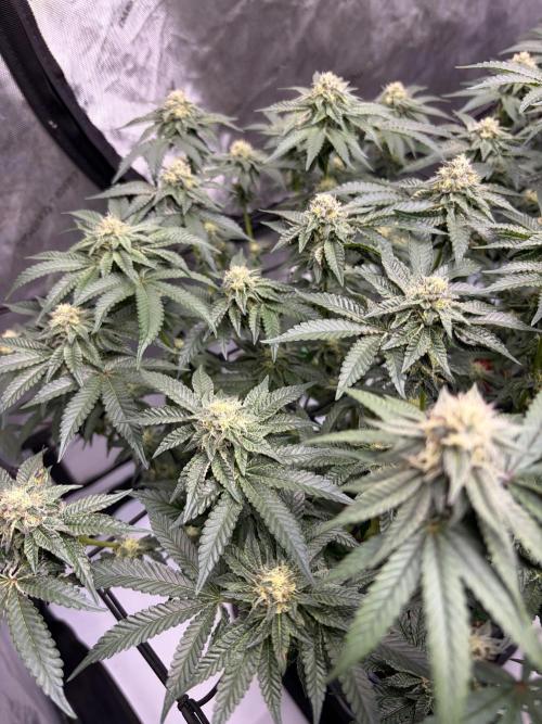 WIZARD TREE - Free Seed. Week 13