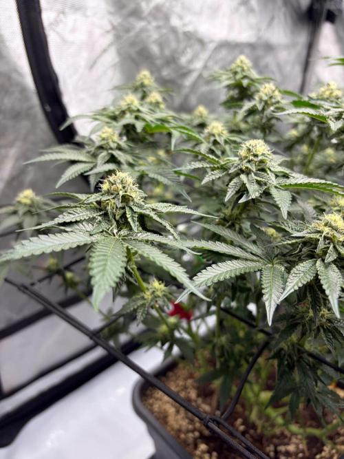WIZARD TREE - Free Seed. Week 13