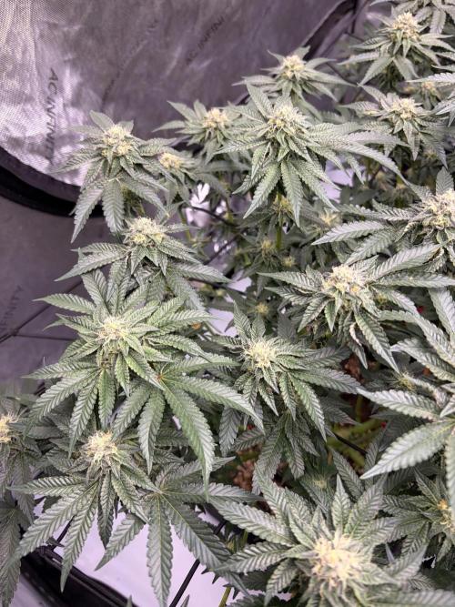WIZARD TREE - Free Seed. Week 13