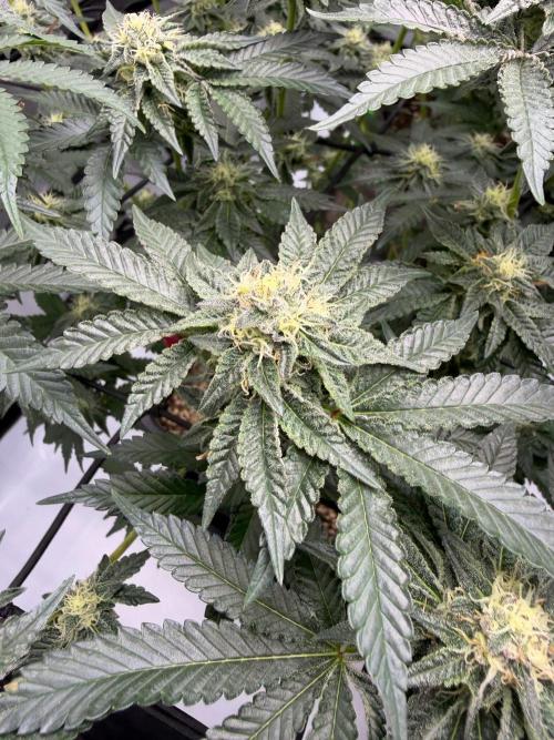 WIZARD TREE - Free Seed. Week 13