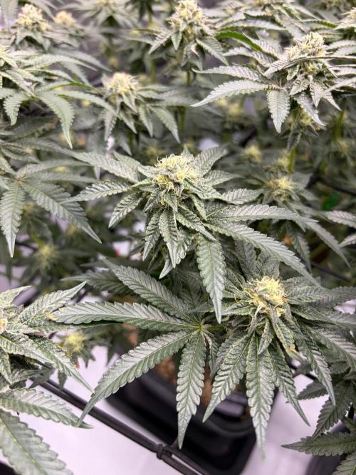 WIZARD TREE - Free Seed. Week 13