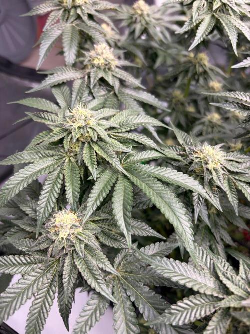 WIZARD TREE - Free Seed. Week 13