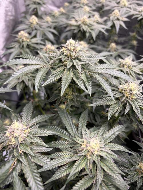 WIZARD TREE - Free Seed. Week 13