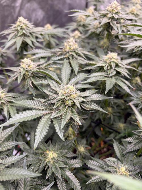 WIZARD TREE - Free Seed. Week 13