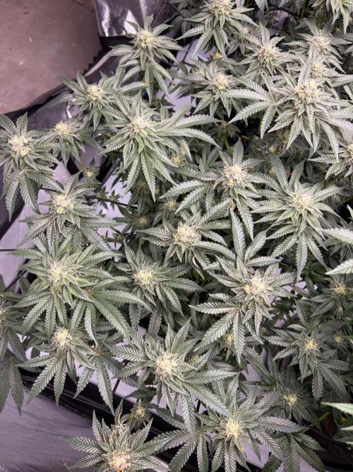WIZARD TREE - Free Seed. Week 13