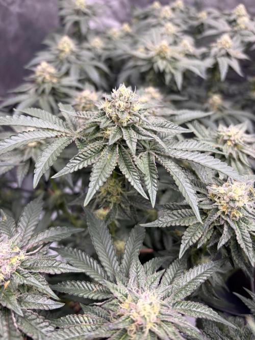 WIZARD TREE - Free Seed. Week 13