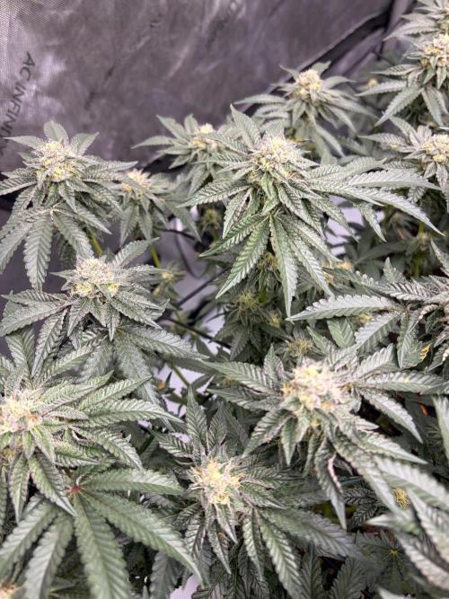 WIZARD TREE - Free Seed. Week 13