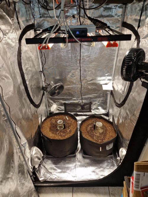 Zkittlez and Tropicana Cookies. Week 0 - -3 Tage Samen sind aufgeplatzt nach 24 stunden habe sie eingepflanzt.