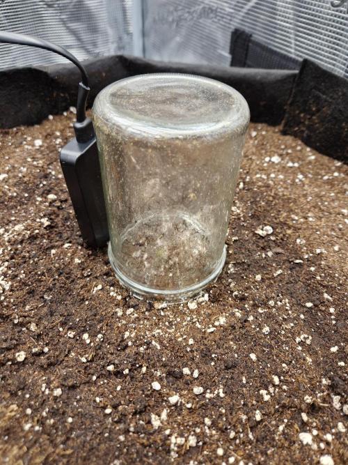 Zkittlez and Tropicana Cookies. Week 0 - Tropicana Cookies