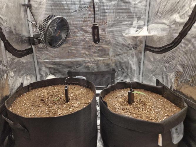 Zkittlez and Tropicana Cookies. Week 0 - 7 Tage 
Links Zkittlez 
Rechts Tropicana Cookies