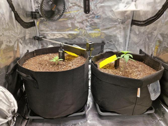 Zkittlez and Tropicana Cookies. Week 2