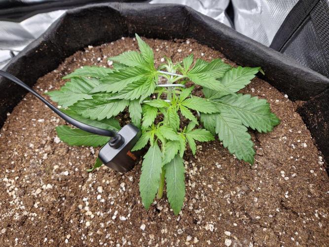 Zkittlez and Tropicana Cookies. Week 3 - Tropicana Cookies