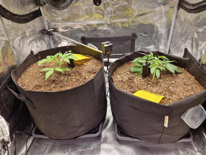 Zkittlez and Tropicana Cookies. Week 3