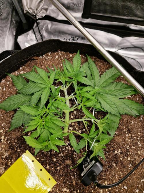 Zkittlez and Tropicana Cookies. Week 4 - Zkittlez