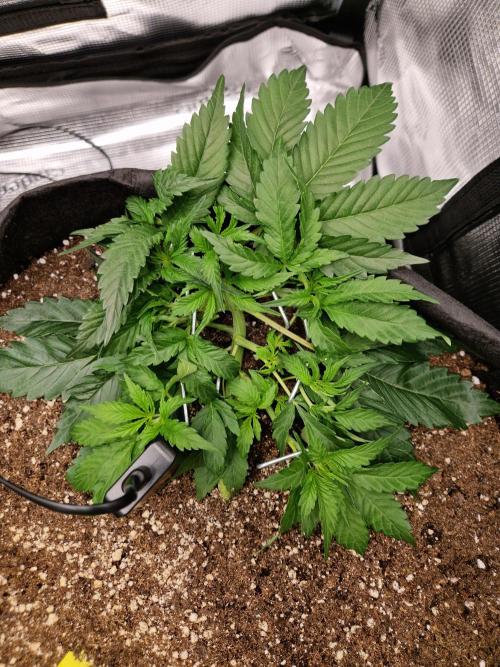 Zkittlez and Tropicana Cookies. Week 4 - Tripicana Cookies