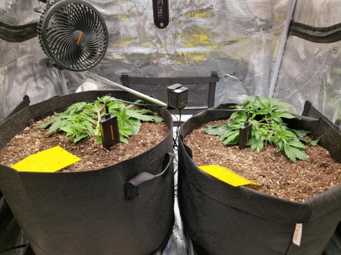 Zkittlez and Tropicana Cookies. Week 4