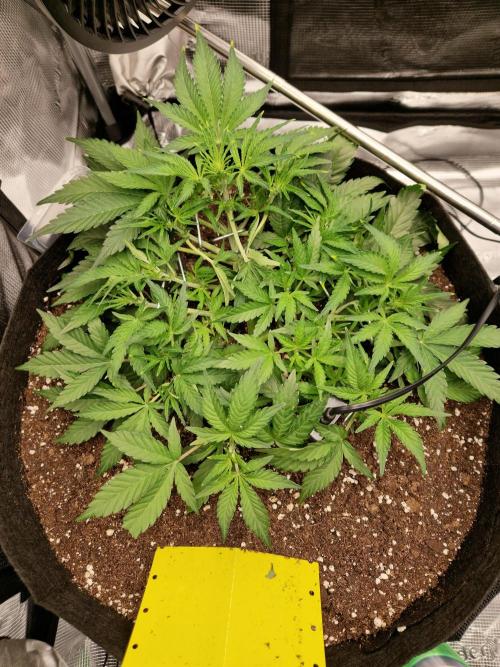 Zkittlez and Tropicana Cookies. Week 5 - Zkittlez