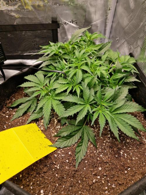 Zkittlez and Tropicana Cookies. Week 5 - Tropicana Cookies