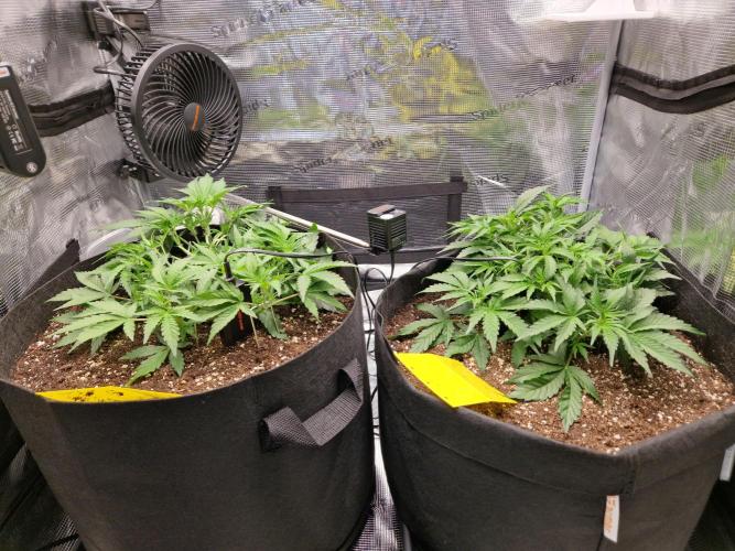 Zkittlez and Tropicana Cookies. Week 5