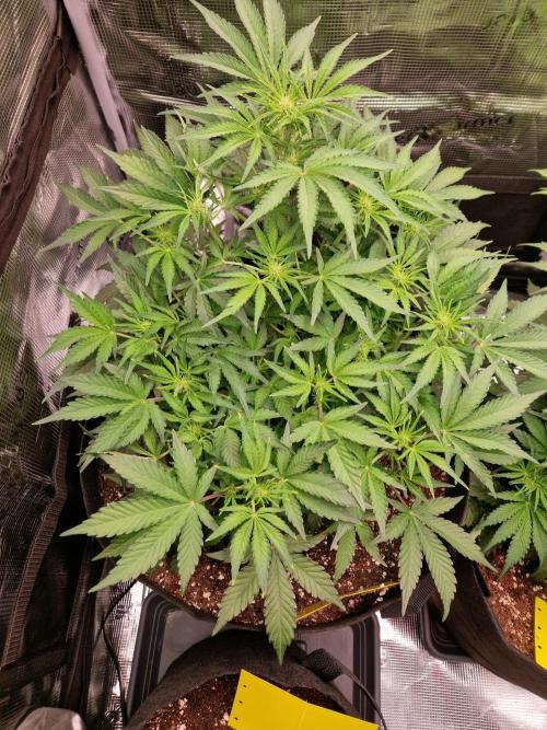 Zkittlez and Tropicana Cookies. Week 6