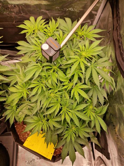 Zkittlez and Tropicana Cookies. Week 6