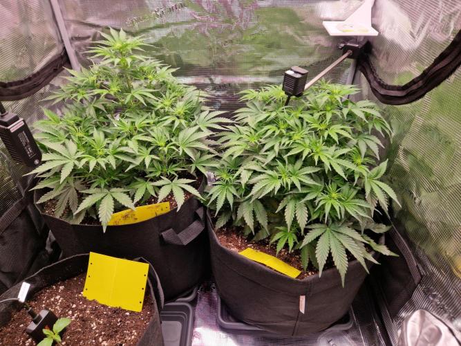 Zkittlez and Tropicana Cookies. Week 6