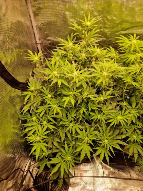 Zkittlez and Tropicana Cookies. Week 7 - Zkittlez