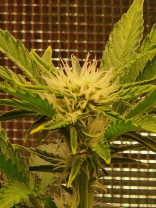 Zkittlez and Tropicana Cookies. Week 7 - Zkittlez