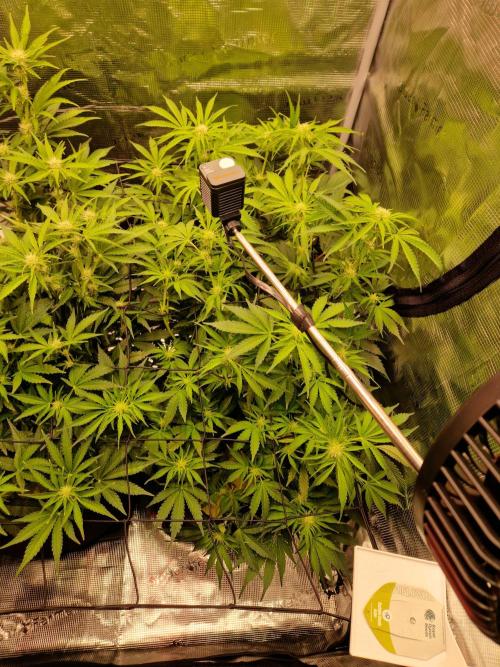 Zkittlez and Tropicana Cookies. Week 7 - Tropicana Cookies