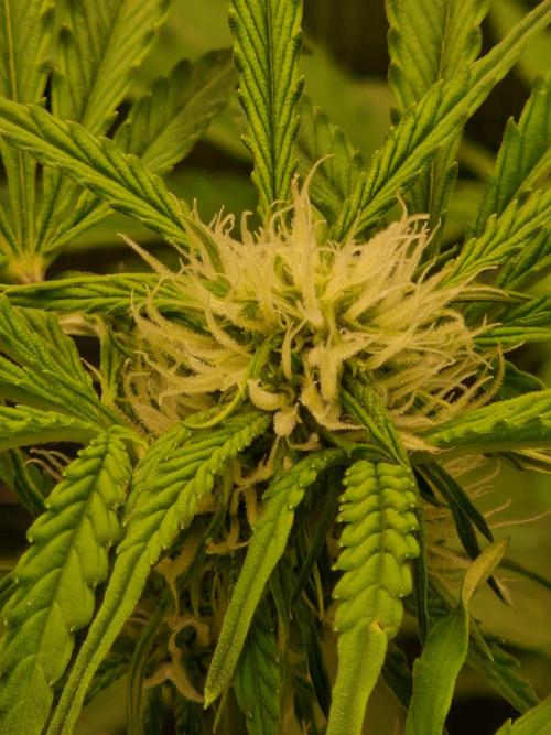 Zkittlez and Tropicana Cookies. Week 7 - Tropicana Cookies