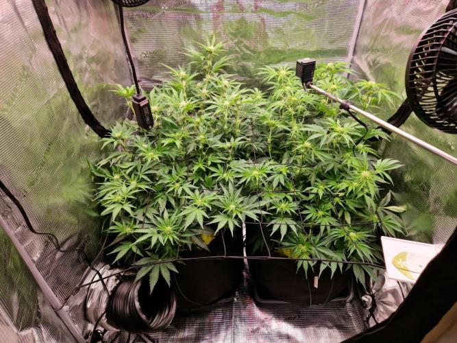 Zkittlez and Tropicana Cookies. Week 7