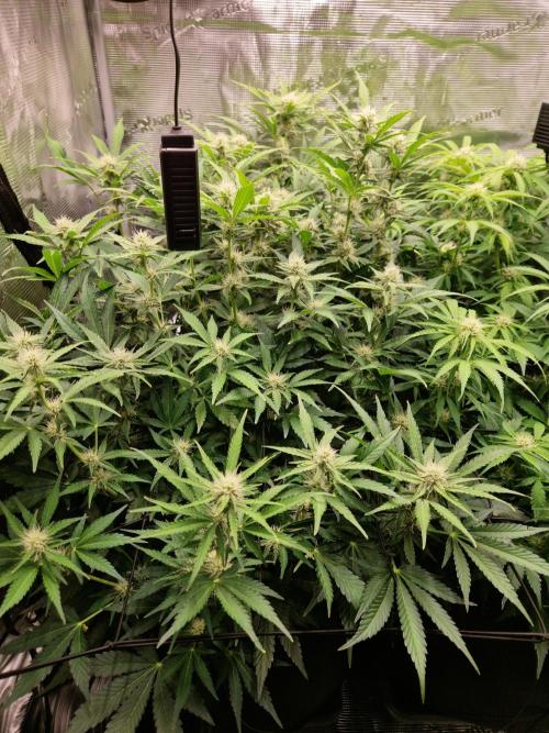 Zkittlez and Tropicana Cookies. Week 8 - Zkittlez