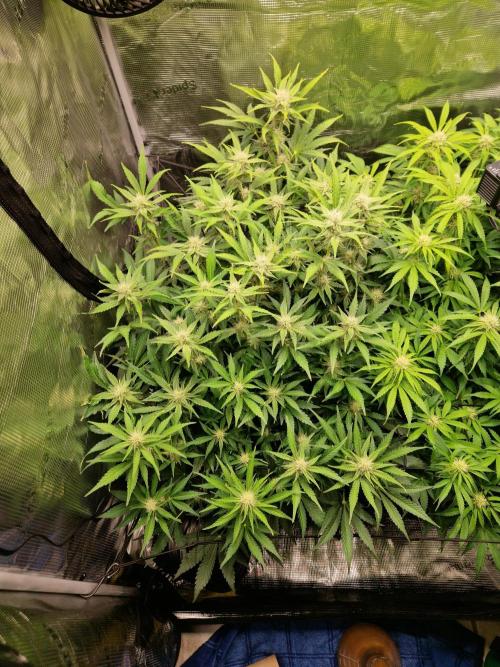 Zkittlez and Tropicana Cookies. Week 8 - Zkittlez