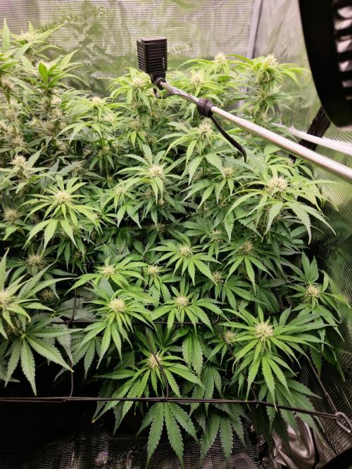 Zkittlez and Tropicana Cookies. Week 8 - Tropicana Cookies