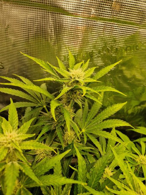 Zkittlez and Tropicana Cookies. Week 8 - Zkittlez